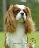 Cavalier King Charles Spaniel 9F097D-08